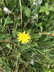 Taraxacum officinale