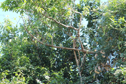 Yellow-rumped Tinkerbird (Pogoniulus bilineatus), photo 9
