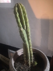 Trichocereus bridgesii