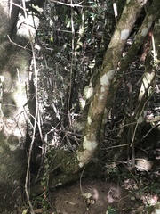 Chionanthus foveolatus