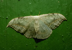 Drepana pallida
