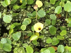 Hydrocleys nymphoides