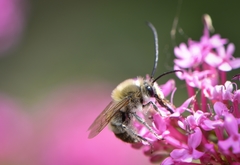 Eucera
