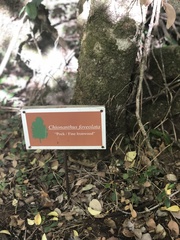 Chionanthus foveolatus