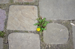 Taraxacum officinale