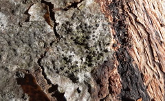 Quaternaria quaternata