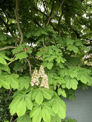 Aesculus hippocastanum