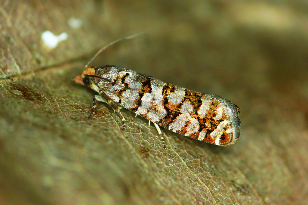 Pine cone tortrix