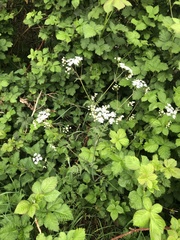 Anthriscus sylvestris