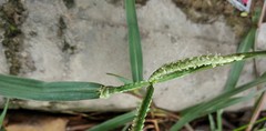 Poaceae