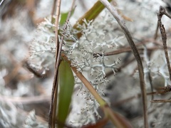 Cladonia sandstedei