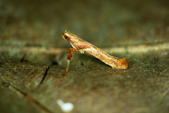 Caloptilia hemidactylella