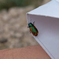 Smaragdina limbata