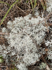 Cladonia sandstedei