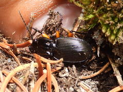Pterostichus flavofemoratus