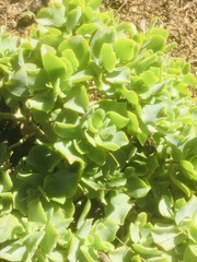 Crassula arborescens undulatifolia