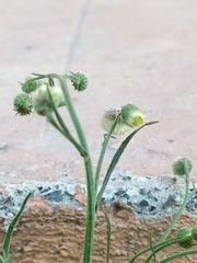 Erigeron bonariensis