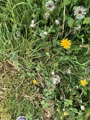 Taraxacum officinale