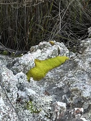 Hypodontium