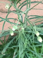 Erigeron bonariensis
