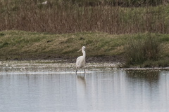 Egretta garzetta