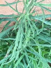 Erigeron bonariensis