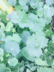 Senecio oxyriifolius