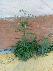 Erigeron bonariensis