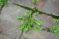 Capsella bursa-pastoris