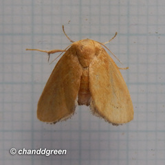 Spatulifimbria castaneiceps