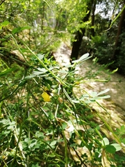 Hippocrepis emerus emerus