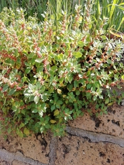 Parietaria judaica