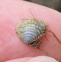 Anomalocardia cuneimeris