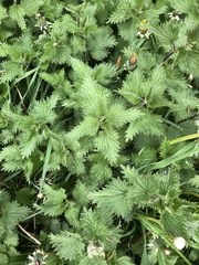 Urtica dioica