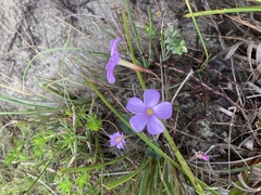 Oxalis eckloniana-nidulans