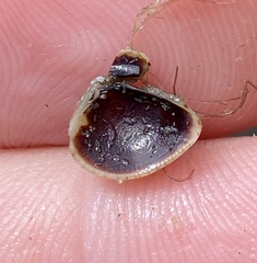 Anomalocardia cuneimeris