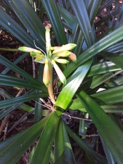 Clivia gardenii