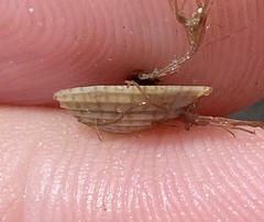 Anomalocardia cuneimeris