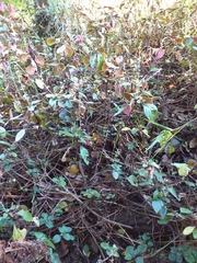 Plectranthus ciliatus