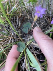 Oxalis eckloniana-nidulans