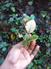 Plectranthus ciliatus