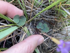 Oxalis eckloniana-nidulans