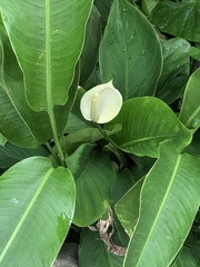 Spathiphyllum wallisii