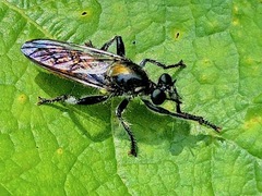 Laphria index