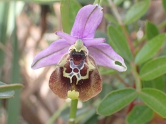 Ophrys fuciflora maxima