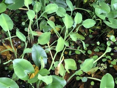 Limnocharis
