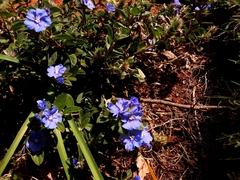 Evolvulus glomeratus