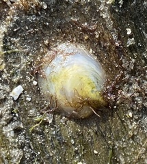 Crepidula atrasolea image