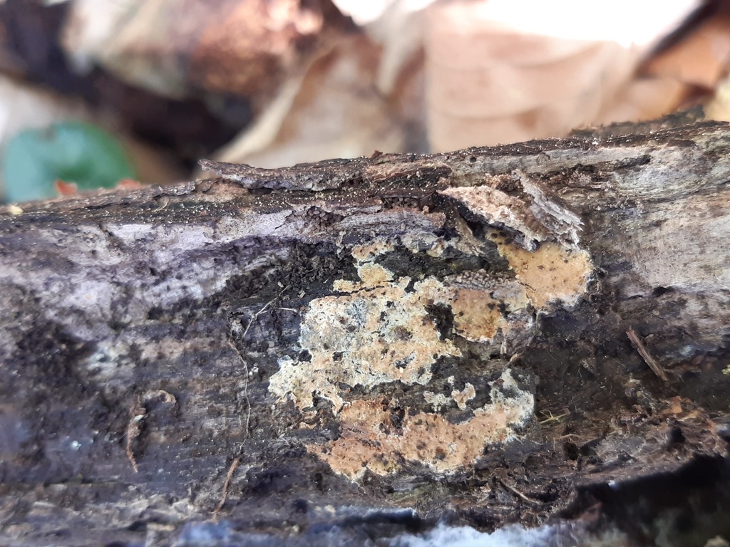 Odonticium septocystidia