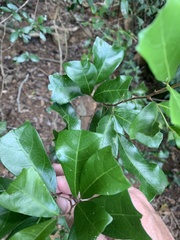 Cupaniopsis wadsworthii